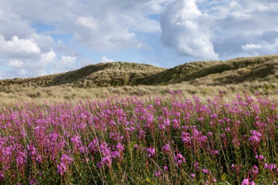 Dune Flowers Photography Print
