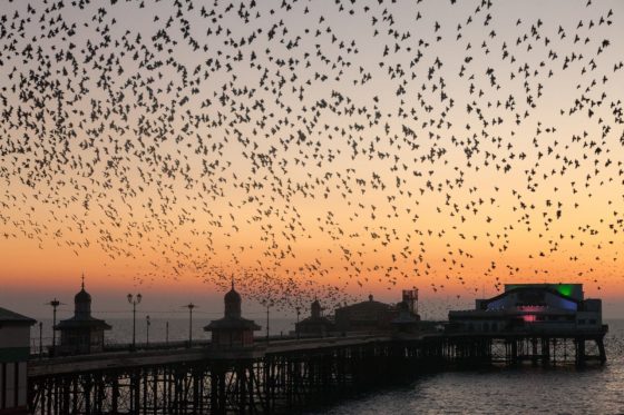 Blackpool North Pier Starlings Photography Print