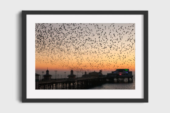 Blackpool North Pier Starlings Photography Print In Black Frame