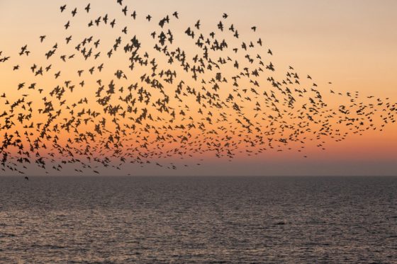 Sunset Starlings Photography Print