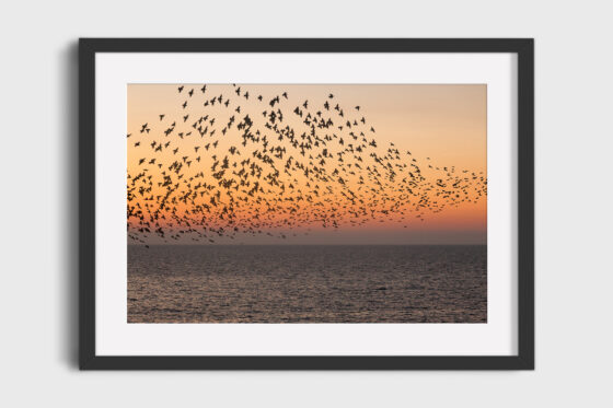 Sunset Starlings Photography Print In Black Frame