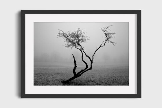 Frozen Tree Photography Print In Black Frame