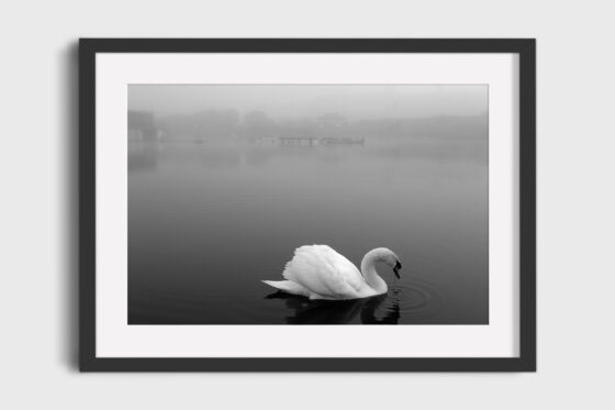 Lytham Swan Photography Print In Black Frame