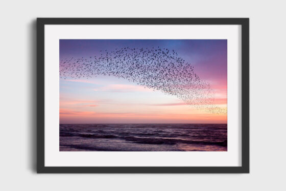 Murmuration of Starlings Purple Sky Photography Print In Black Frame