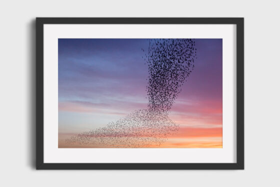 Murmuration of Starlings Purple Sky Photography Print In Black Frame