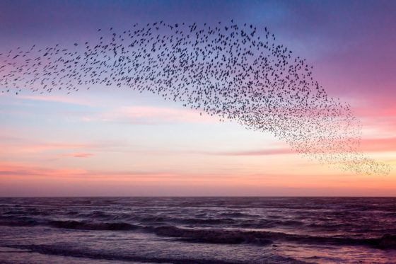Murmuration of Starlings Purple Sky Photography Print