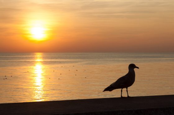 Seagull Silhouette Photography Print