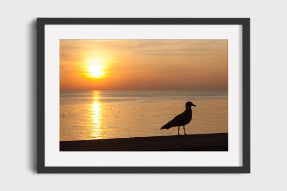 Seagull Silhouette Photography Print In Black Frame