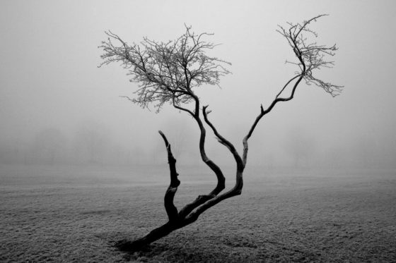 Frozen Tree Photography Print