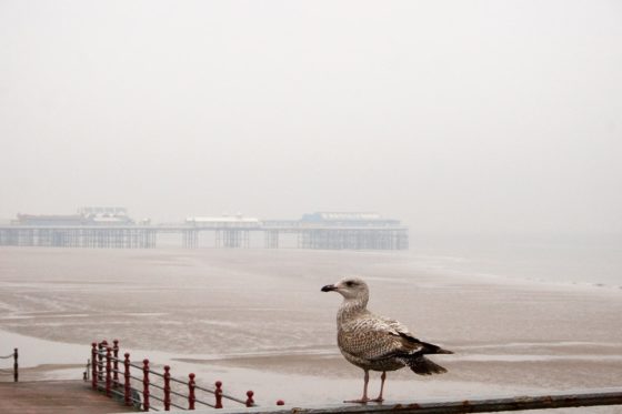 Blackpool Seagull Photography Print