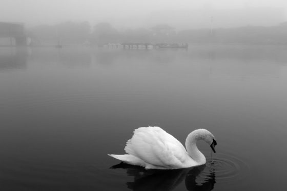 Lytham Swan Photography Print