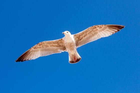 Fly Like A Seagull Photography Print